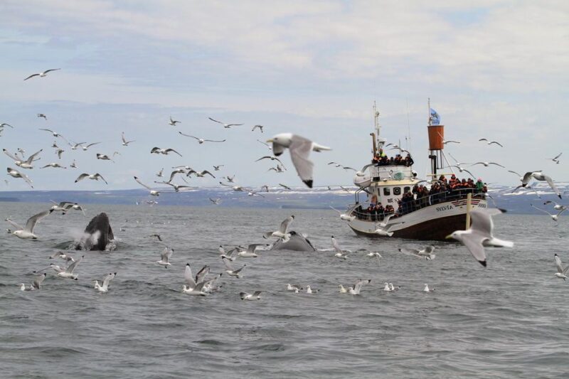 Húsavík: Traditional Whale Watching by Local Family Company - Final Thoughts