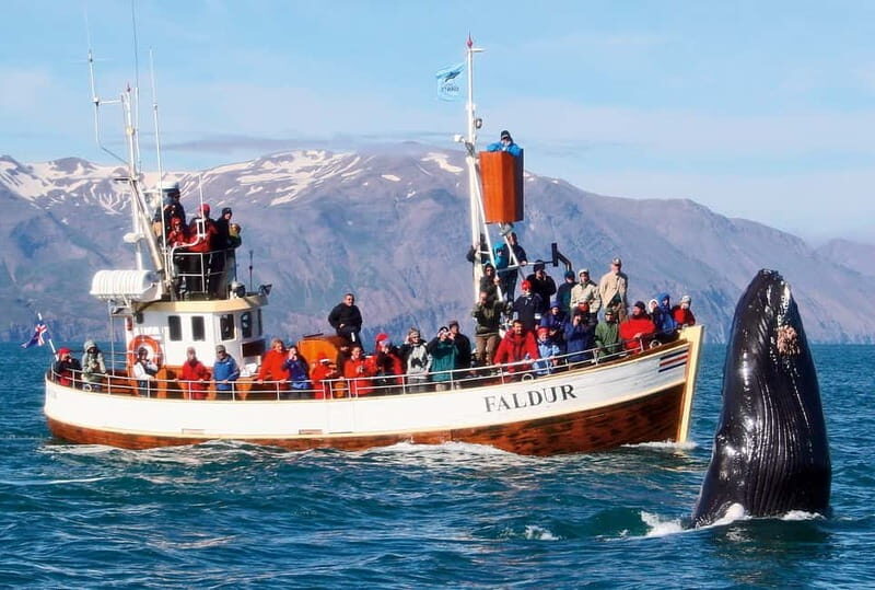 Húsavík: Traditional Whale Watching by Local Family Company - Frequently Asked Questions