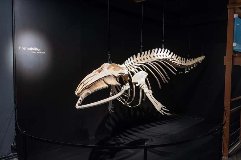 Húsavík: Whale Museum Entry Ticket - Key Points