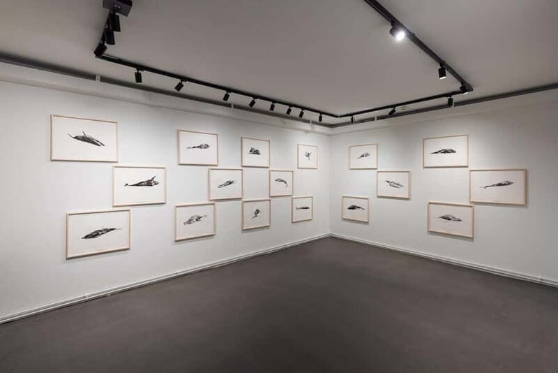 Húsavík: Whale Museum Entry Ticket - A Deep Dive into the Whale Museum Experience