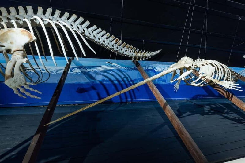 Húsavík: Whale Museum Entry Ticket - Final Thoughts