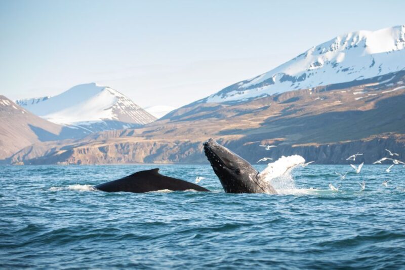 Húsavík: Whale-Watching Cruise and Puffins Guided Tour - Key Points