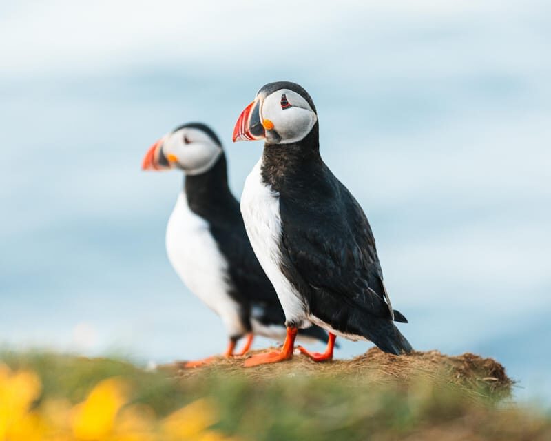 Húsavík: Whale-Watching Cruise and Puffins Guided Tour - The Sum Up