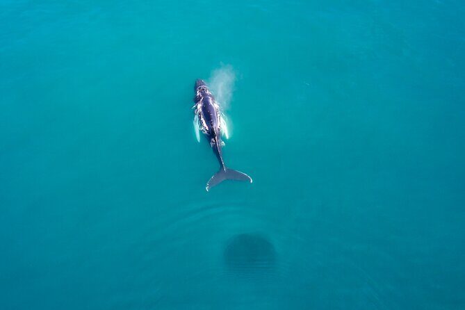 Húsavík Whale Watching Tour, family owned and operated - The Sum Up