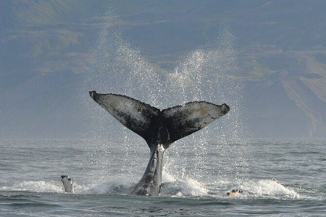 Húsavík Whale Watching Tour, family owned and operated - FAQ