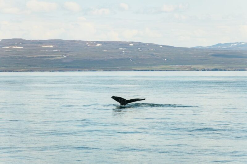 Húsavík: Whale Watching Tour with Guide - Key Points