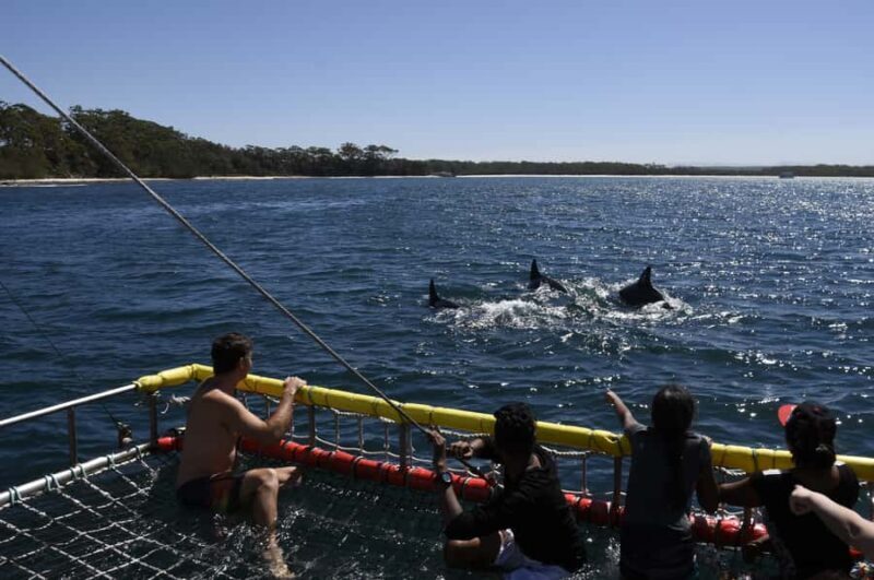 Huskisson: Dolphin Cruise & Boom Netting Experience - An In-Depth Look at the Experience