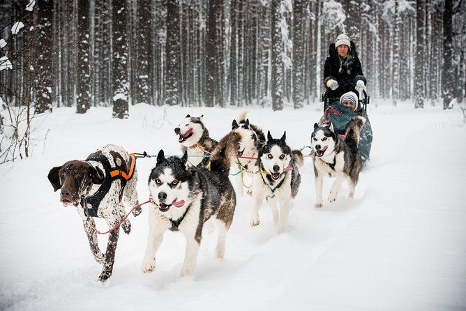 Husky Dog Sledding Tour From Riga - A Close Look at the Husky Dog Sledding Tour from Riga