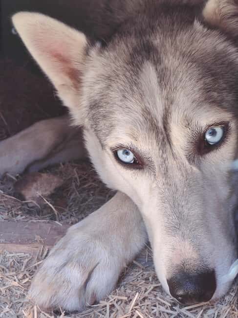 Husky Farm Visit with HuskySled Ride and Campfire - A Deep Dive into the Husky Farm Experience