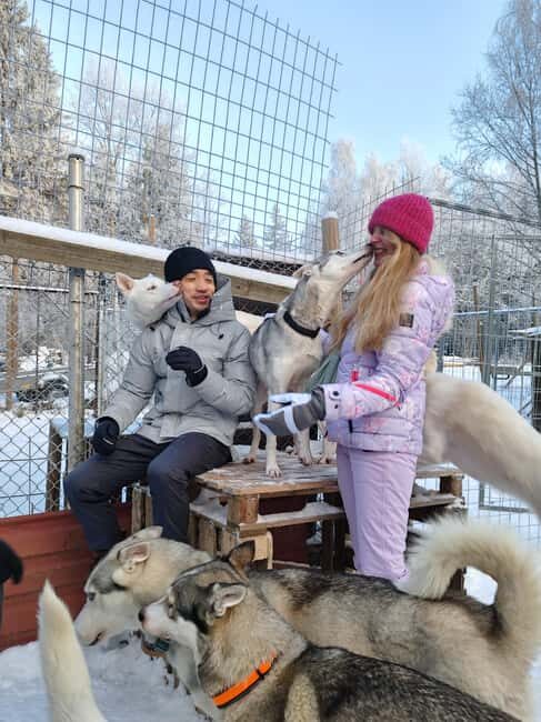 Husky Farm Visit with HuskySled Ride and Campfire - Who Will Love This Tour?