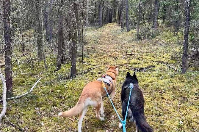 Husky Hike and Forest Adventure - Exploring the Husky Hike and Forest Adventure