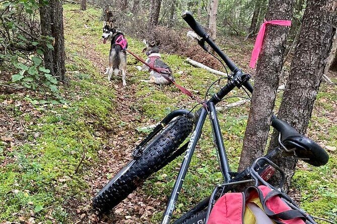 Husky Hike and Forest Adventure - FAQ