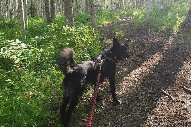 Husky Hike and Forest Adventure - The Sum Up