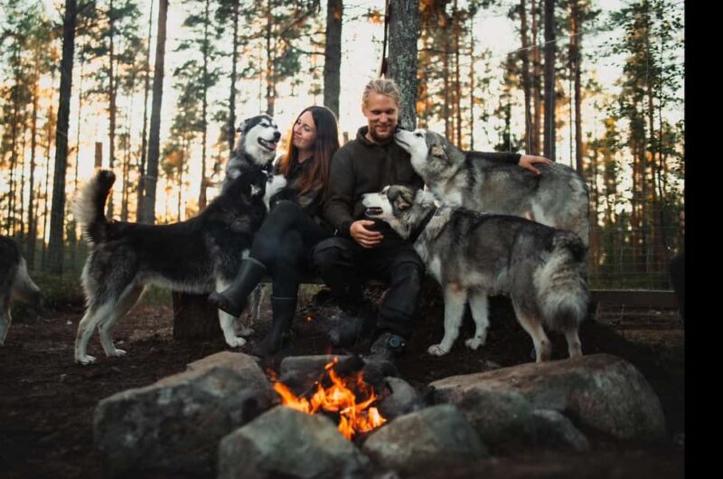 Husky hike followed by a campfire near Skellefteå - What to Expect During Your Husky Hike