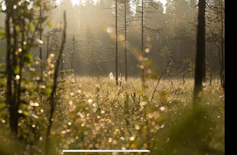 Husky hike followed by a campfire near Skellefteå - The Practical Details