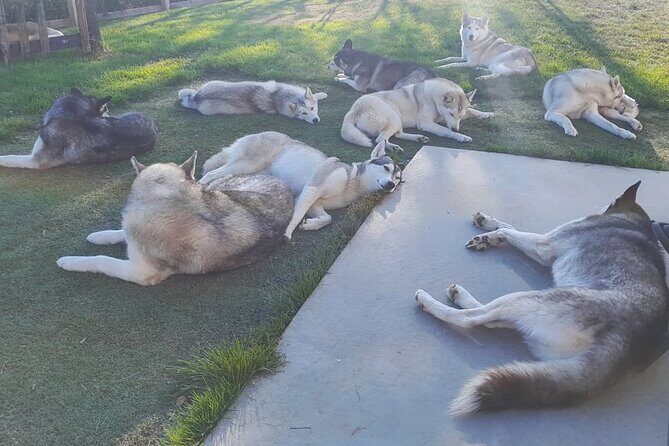 Husky Petting in Akureyri (private) - An In-Depth Look at the Husky Petting Experience