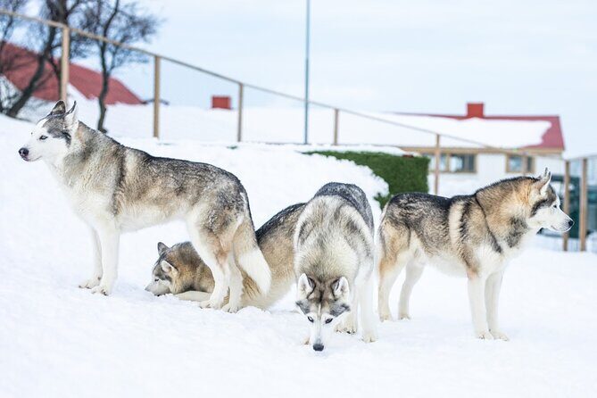 Husky Petting in Akureyri (private) - The Duration and Whats Included