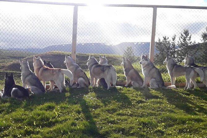 Husky Petting in Akureyri (private) - The Itinerary: What to Expect