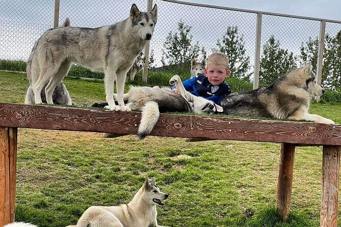 Husky Petting in Akureyri (private) - Is It Worth the Price?