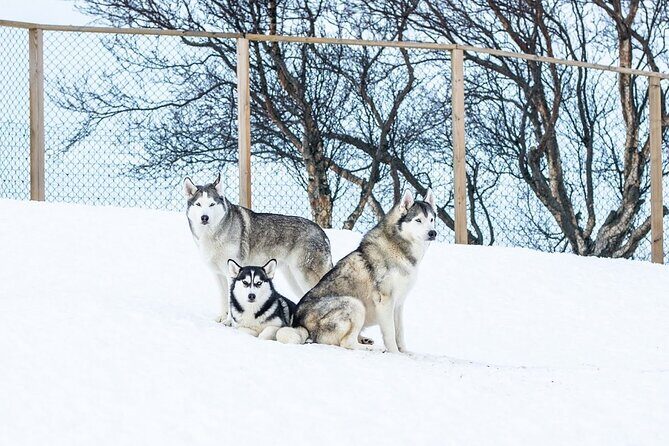 Husky Petting in Akureyri (private) - Who Will Love This Tour?