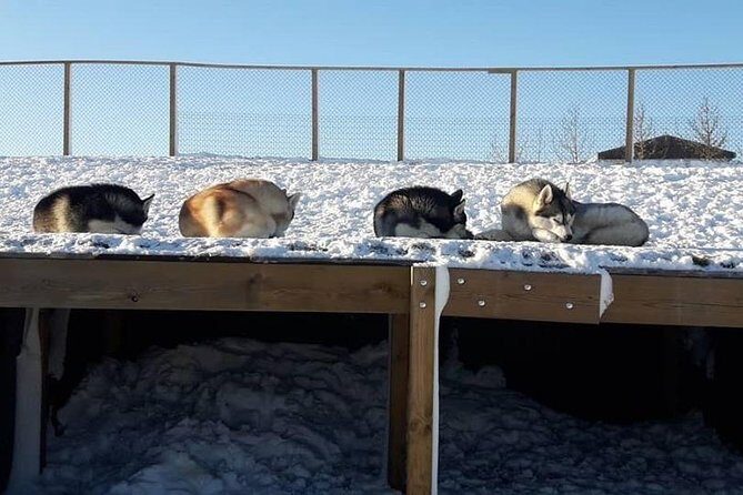 Husky Petting in Akureyri (private) - The Sum Up