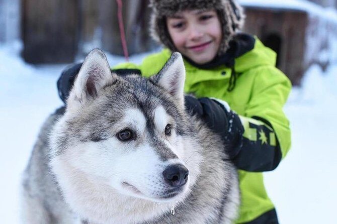 Husky Safari from Levi 2 KM or 5 KM with Husky Sledge Ride - The Scenic Beauty and Atmosphere