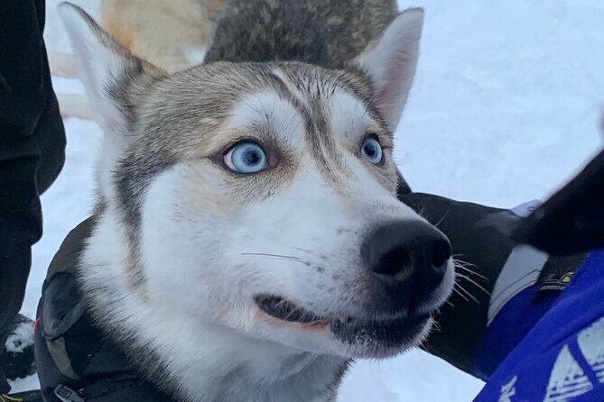 Husky Safari from Levi 2 KM or 5 KM with Husky Sledge Ride - The Duration and Value