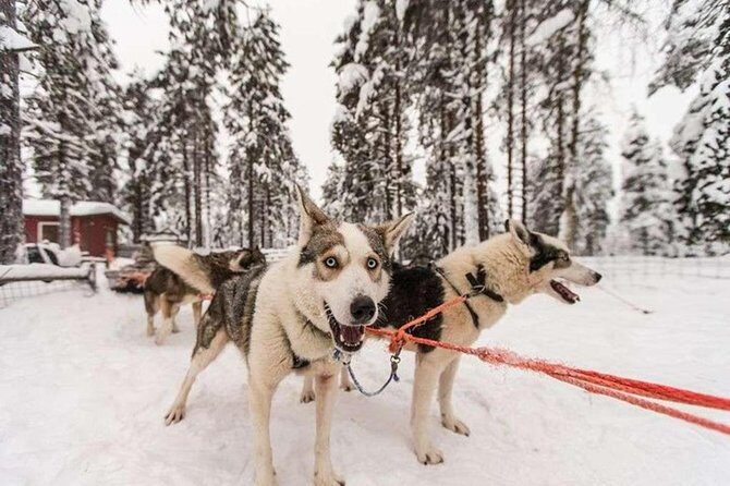 Husky Safari from Levi 2 KM or 5 KM with Husky Sledge Ride - Who Will Love This Tour?