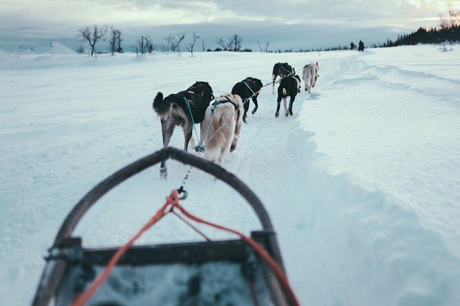 Husky Sledding Self-Drive Adventure in Tromso - A Deep Dive into the Husky Sledding Experience