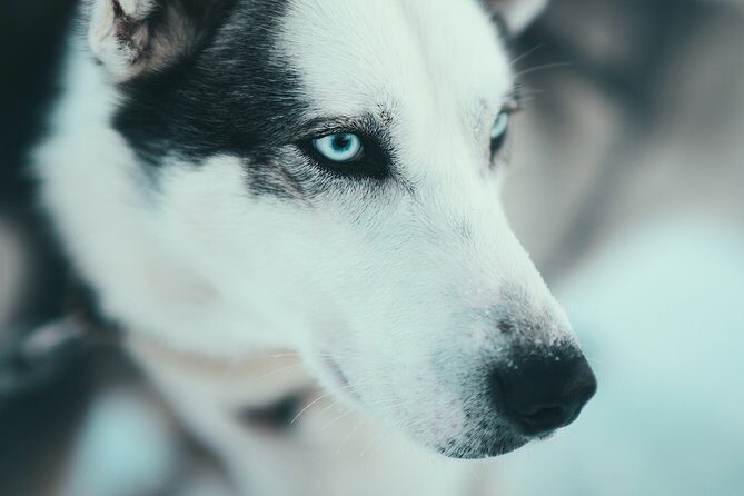 Husky Sledding Self-Drive Adventure in Tromso - FAQ