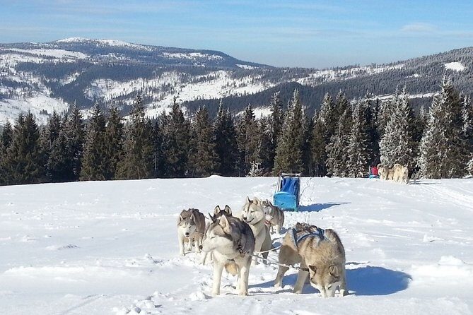 Husky Sleigh Rides experience - An In-Depth Look at the Husky Sled Ride