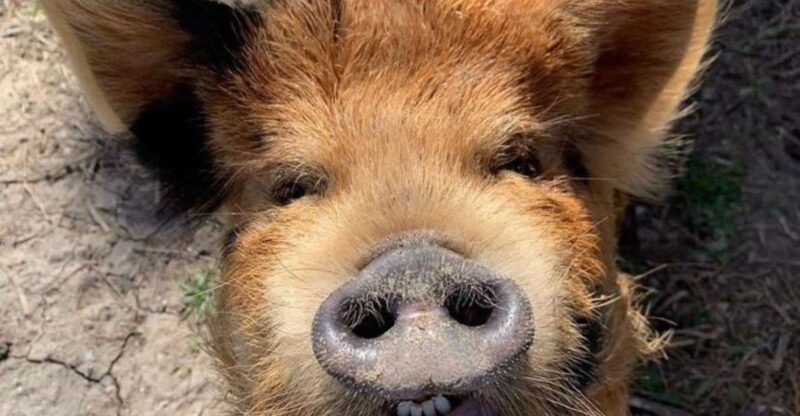 Hutto Texas: Kune kune Pig Farm Visit - Hutto Texas: Kune kune Pig Farm Visit