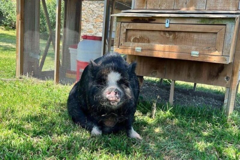 Hutto Texas: Kune kune Pig Farm Visit - Key Points