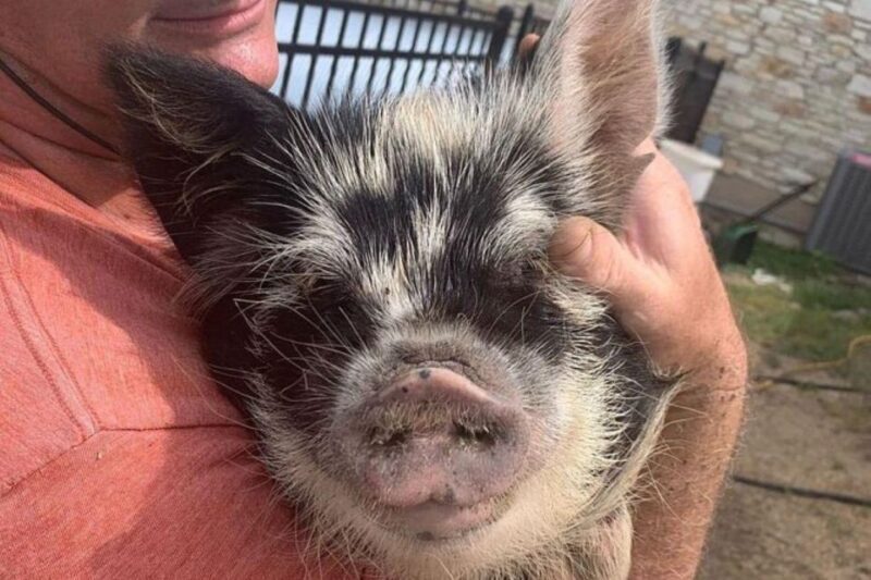 Hutto Texas: Kune kune Pig Farm Visit - Who Will Love This Tour?