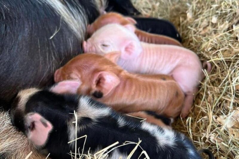 Hutto Texas: Kune kune Pig Farm Visit - FAQ