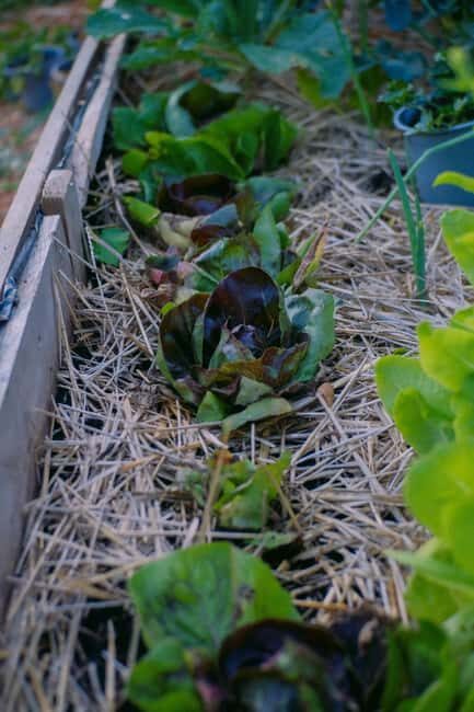 Hvar: Cooking Workshop with Locals & Farm-to-Table Meal - Key Points