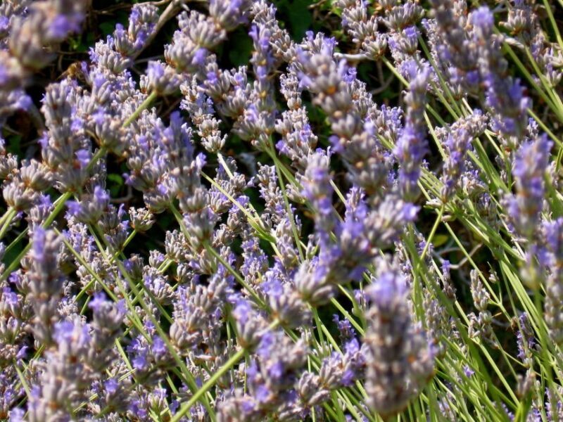 Hvar Hidden Gems Tour with Lunch or Dinner - FAQ