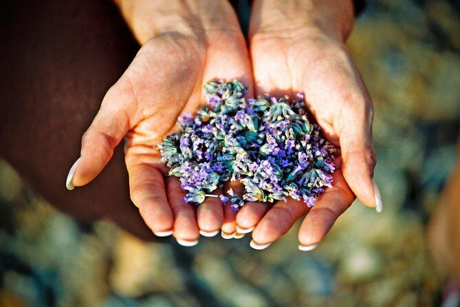 Hvar Lavender Small Group Tour - Key Points