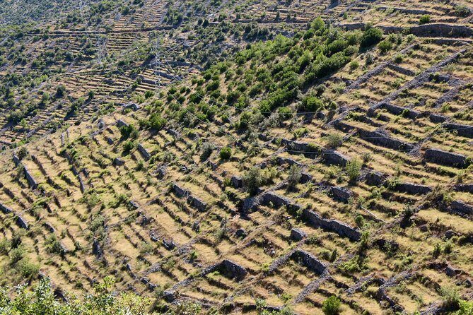 Hvar Lavender Small Group Tour - Timing and Group Size