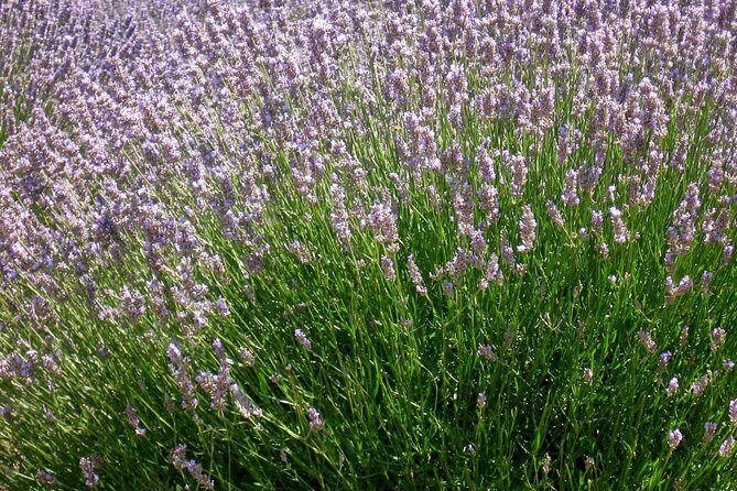 Hvar Lavender Small Group Tour - The Authenticity of the Experience