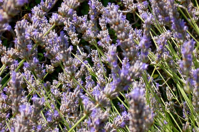 Hvar Lavender Small Group Tour - The Visual and Aromatic Impact