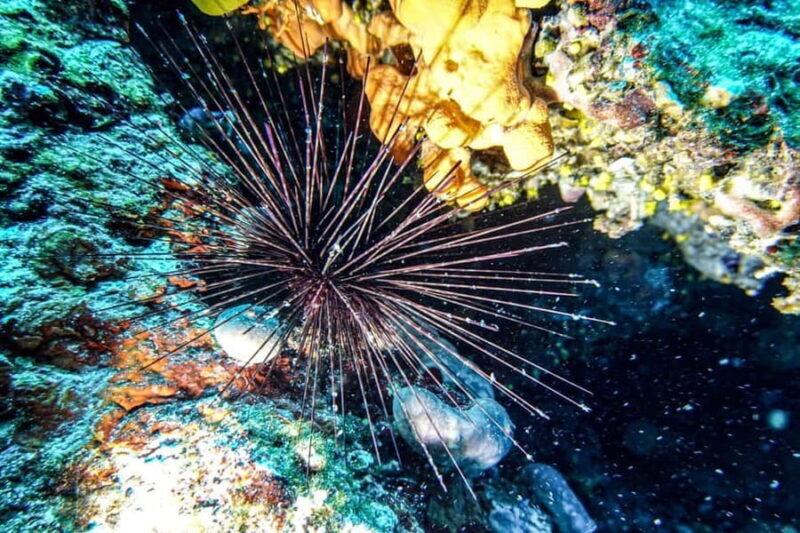 Hvar: Try Dive/Discover Scuba Diving Program - The Experience at a Glance