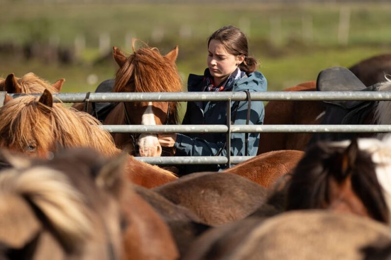 Hveragerdi: Countryside Charm Horse Riding Tour - A Genuine Look at the Hveragerdi Horse Riding Experience