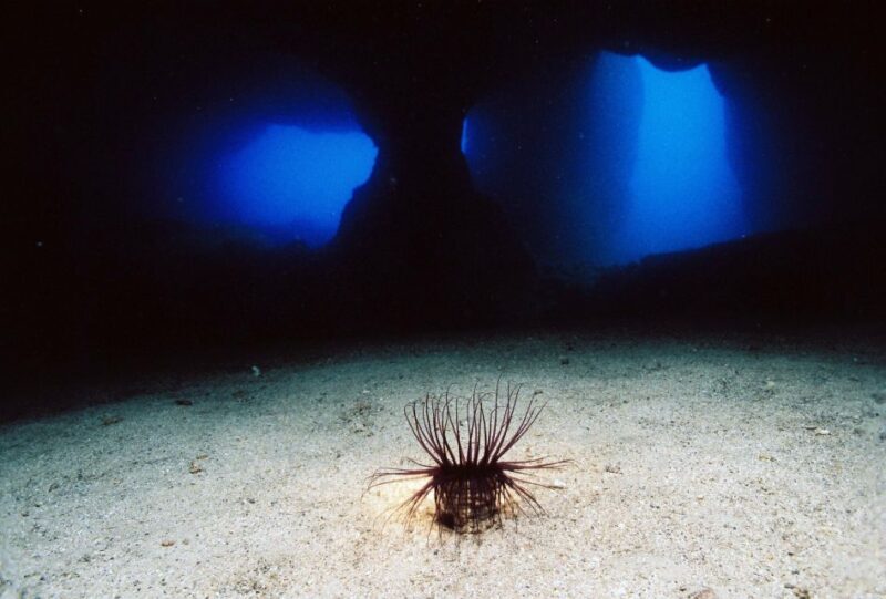 Ibiza: 3.5-Day PADI Open Water Dive Course - An In-Depth Look at the Ibiza PADI Open Water Course