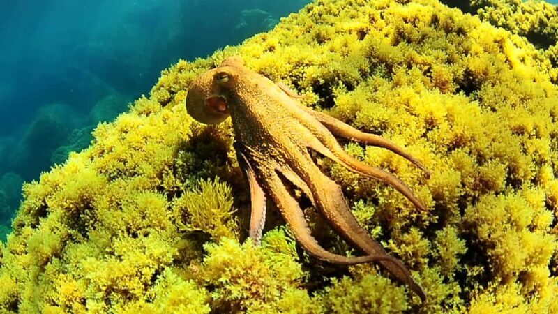 Ibiza: Snorkeling and SUP Paddle, Beach and Cave Tour - Second Stop: Cala Conta