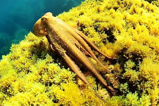 Ibiza Snorkeling Beach and Cave Cruise Tour - Final Thoughts