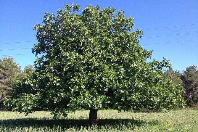 Ibiza Tour Island Bus Tour with Hippie Market Visit - Frequently Asked Questions