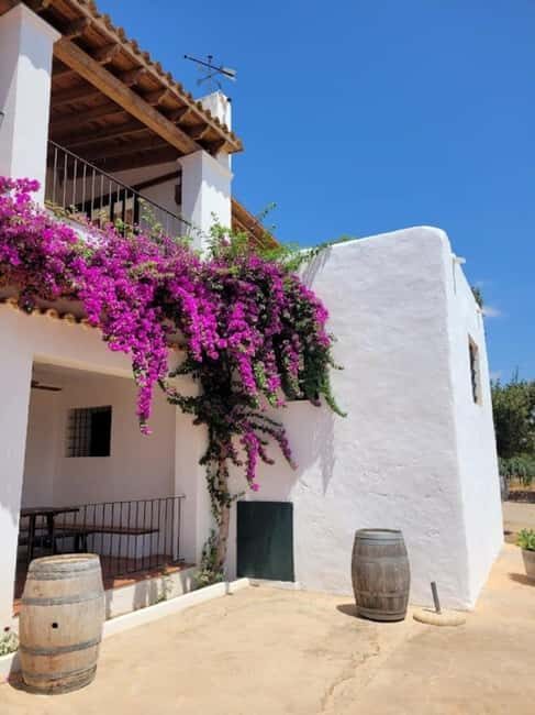 IBIZA Wine Tour: Wine Tasting + TAPAS + Olive Oil+ Transport - The Experience in Detail
