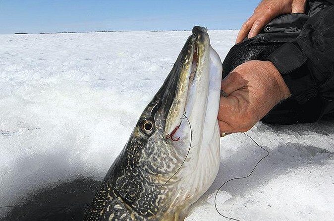 Ice Fishing Tour from Fairbanks - The Practical Side: What You Need to Know