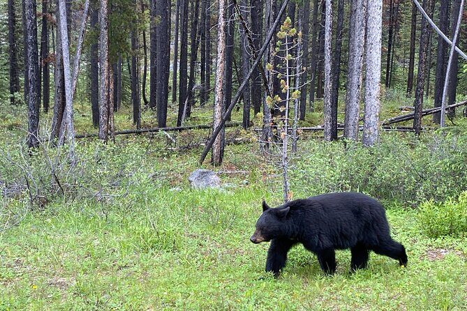 Icefields Pkwy: Lake Louise | Bow | Peyto|Glacier - PRIVATE TOUR - The Sum Up